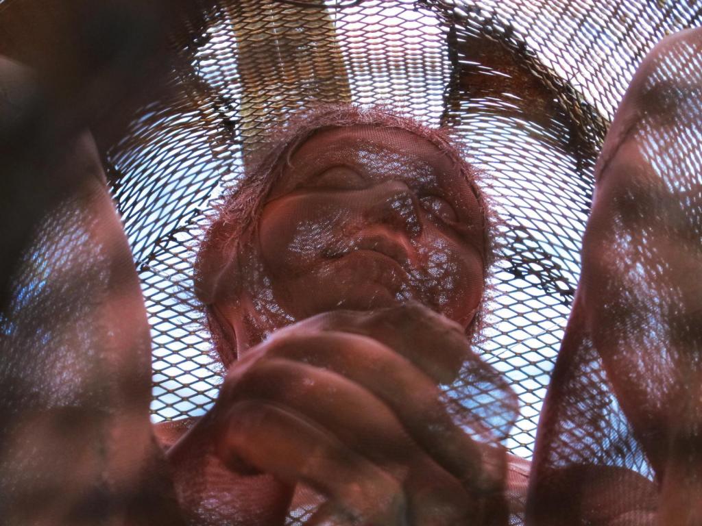 mono aullador y niño