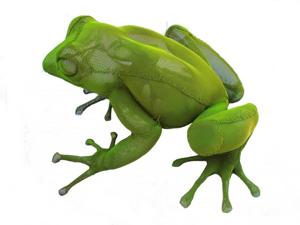 sapo o rana con mosca