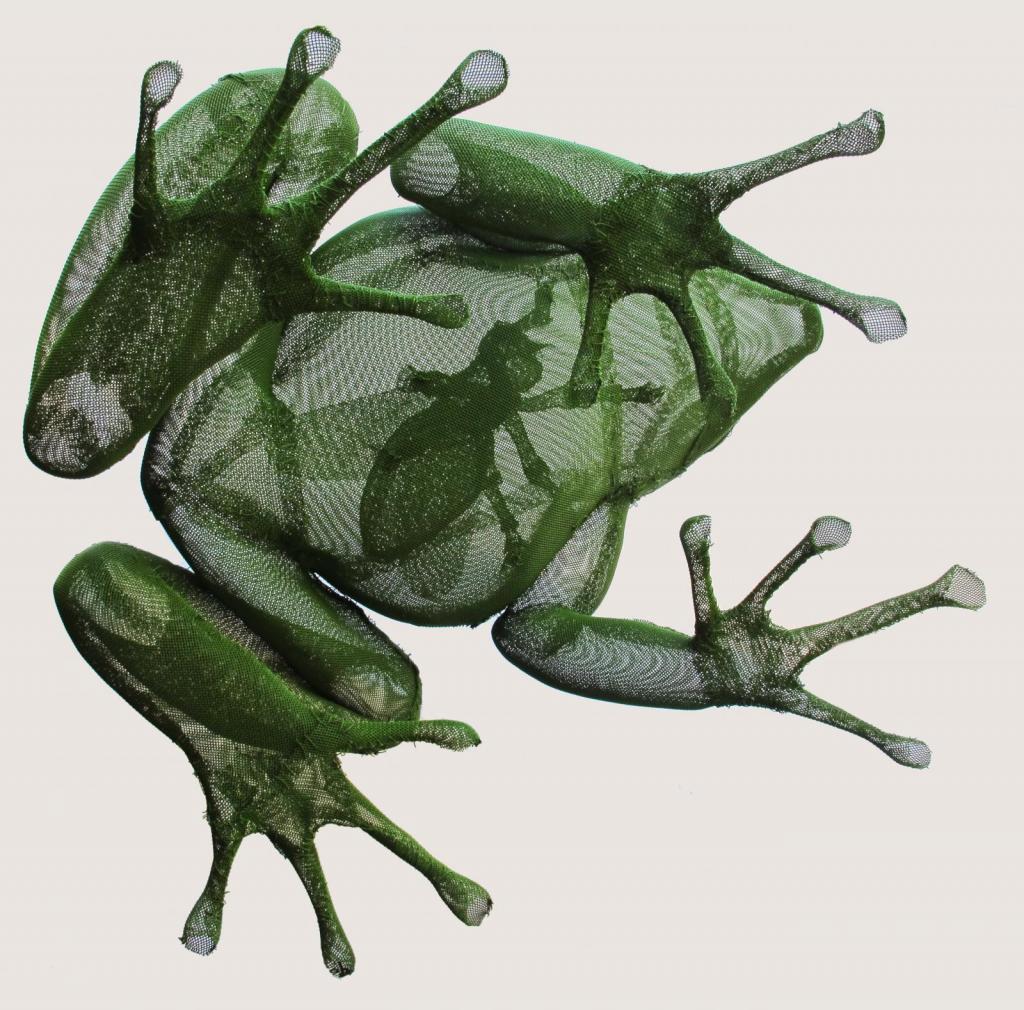 sapo o rana con mosca